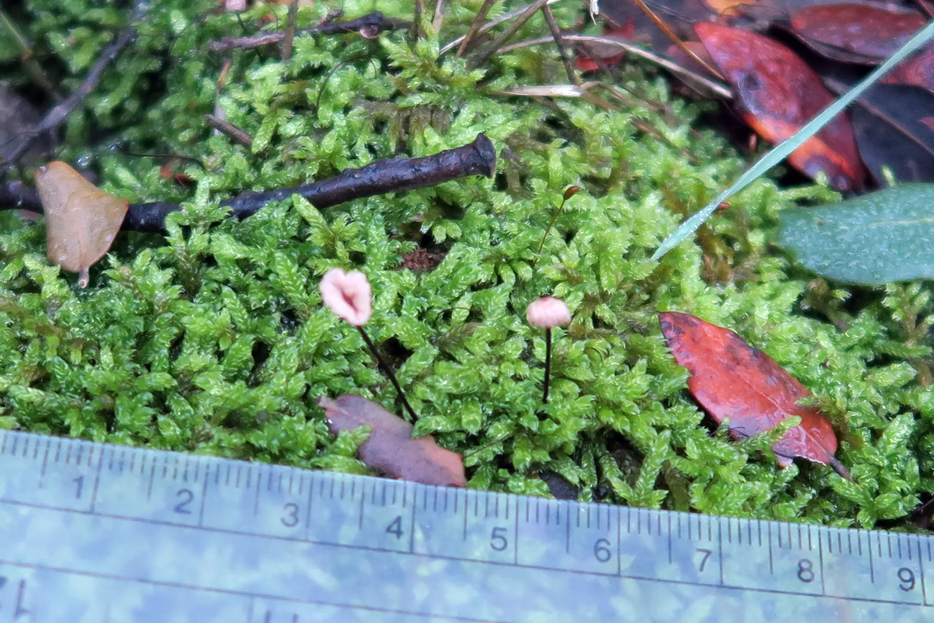 Marasmius splachnoides - 1